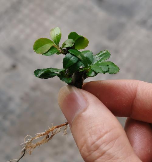 火棘修剪枝桠的最佳时机是什么时候？修剪后如何护理？