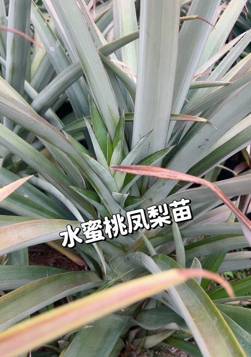 菠萝凤梨怎么种植方法？家庭种植有哪些技巧？