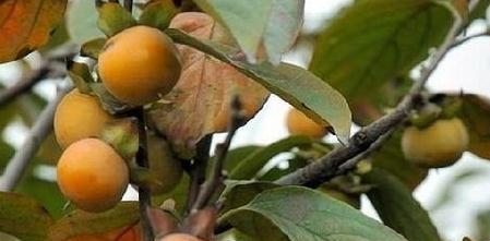 野柿子催芽方法是什么？需要多长时间才能发芽？