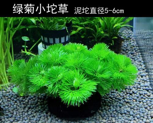 绿菊坨草种植方法是什么？如何正确进行绿菊坨草的种植？