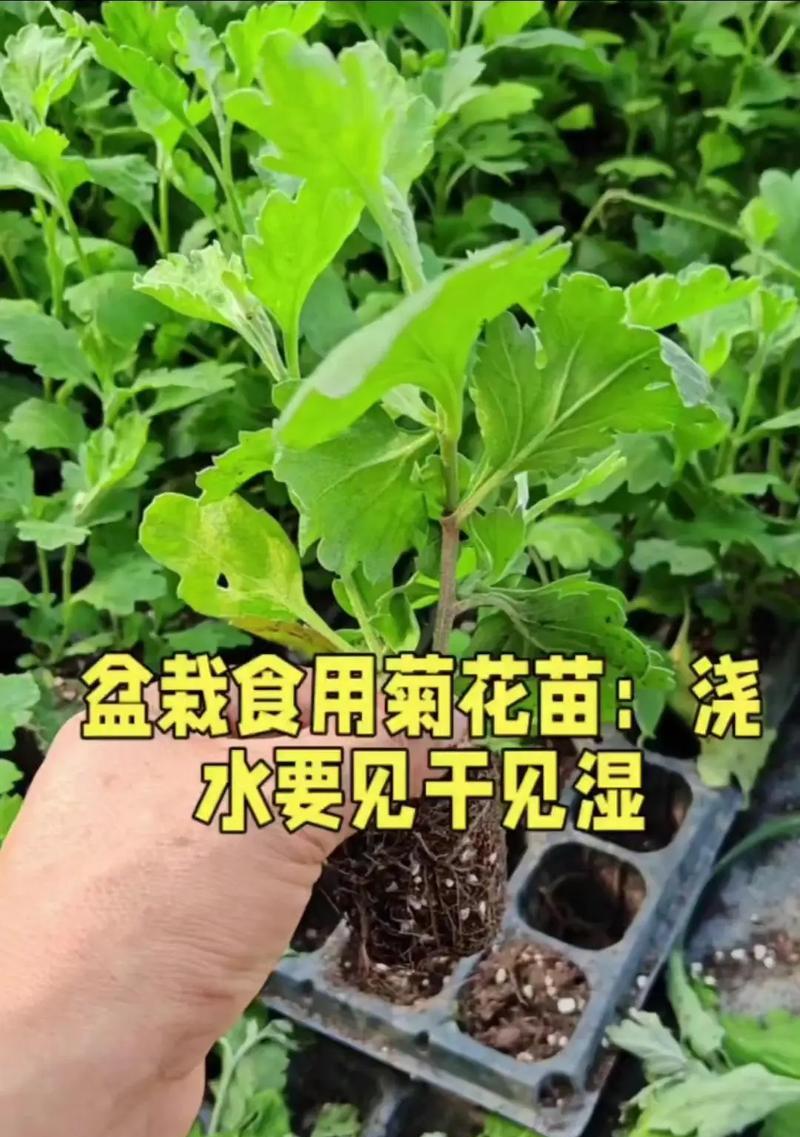 绿菊坨草种植方法是什么？如何正确进行绿菊坨草的种植？