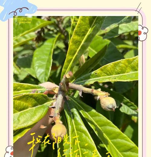 枇杷修剪枝条的最佳方法是什么？修剪后如何促进更好的生长？