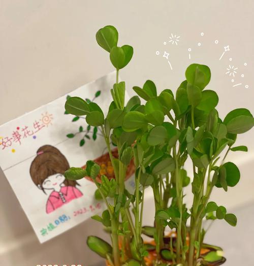 水培花生种植方法步骤是什么？如何正确进行水培花生的种植？