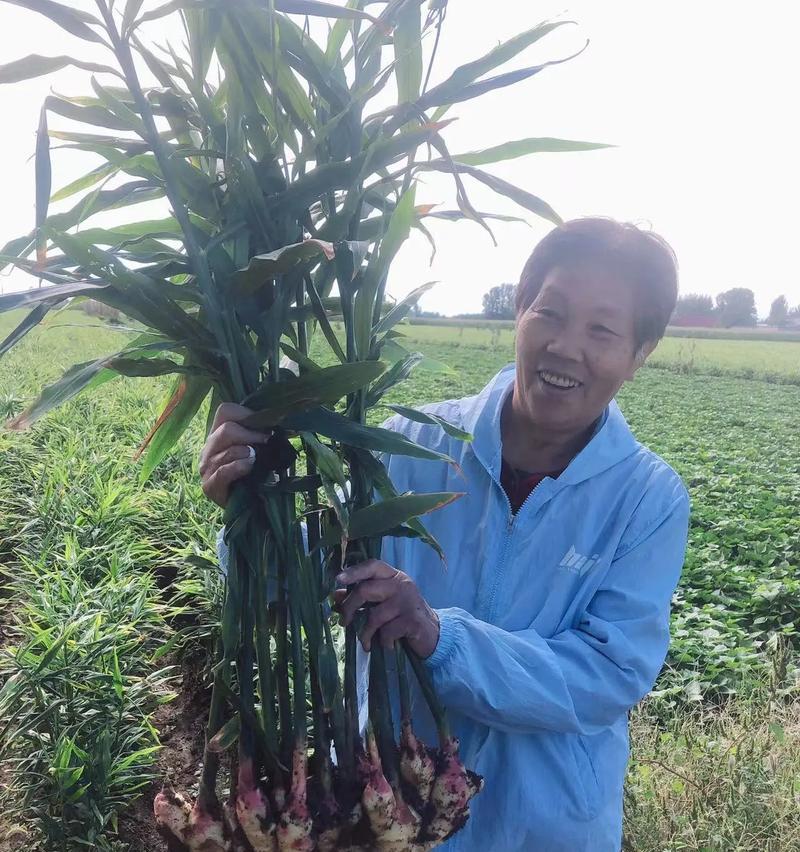 生姜切块催芽室如何正确使用？操作步骤和注意事项是什么？