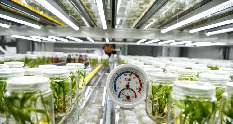 生姜切块催芽室如何正确使用？操作步骤和注意事项是什么？