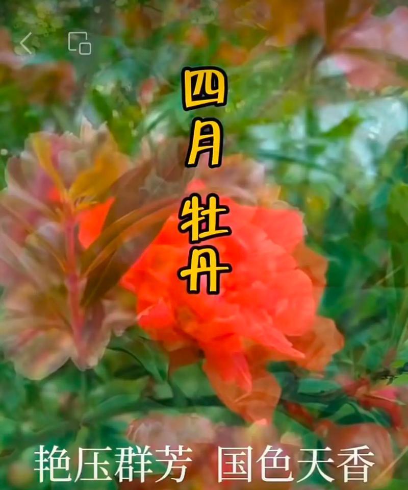 104朵花的寓意是什么意思？如何正确解读花束中的情感表达？