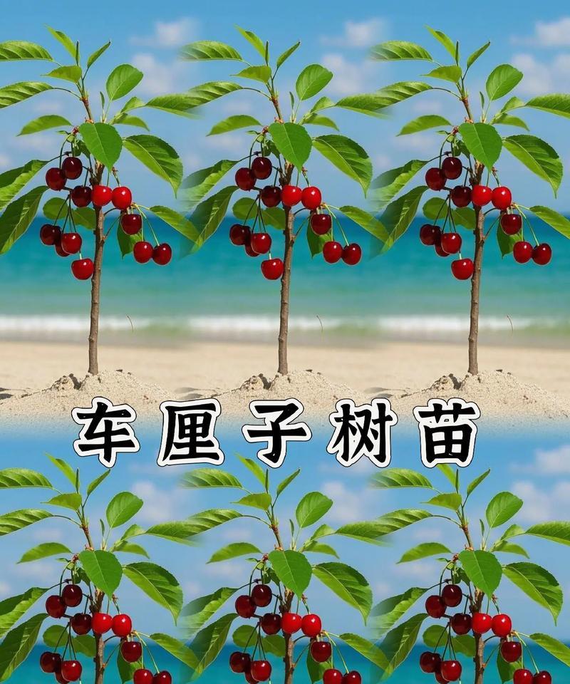 车厘子果树种植方法有哪些？如何确保高产丰收？
