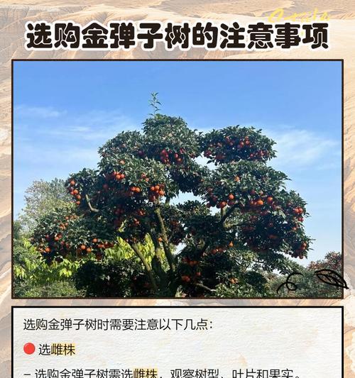 金弹子掉坨了怎么办？种植方法有哪些？