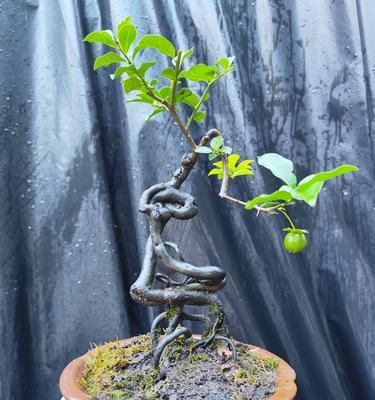 金弹子掉坨了怎么办？种植方法有哪些？