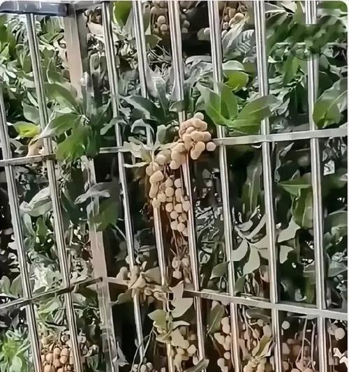 桃子树修剪枝丫的方法是什么？修剪后如何促进果实生长？
