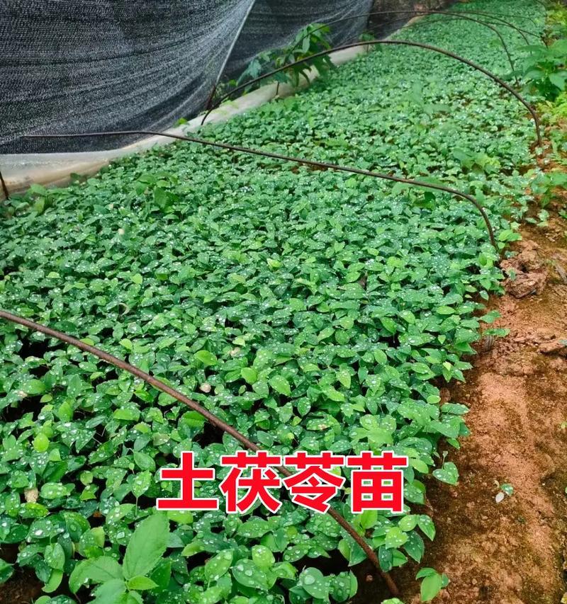 茯苓修剪枝条的最佳时期是什么时候？修剪后如何护理？