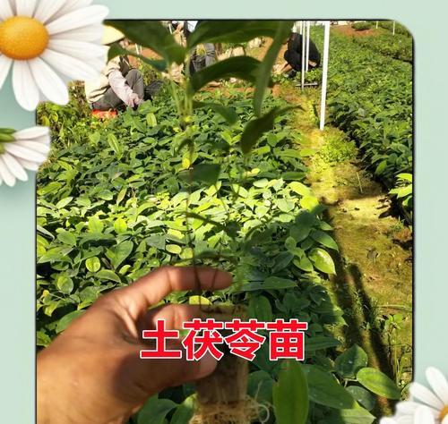 茯苓修剪枝条的最佳时期是什么时候？修剪后如何护理？