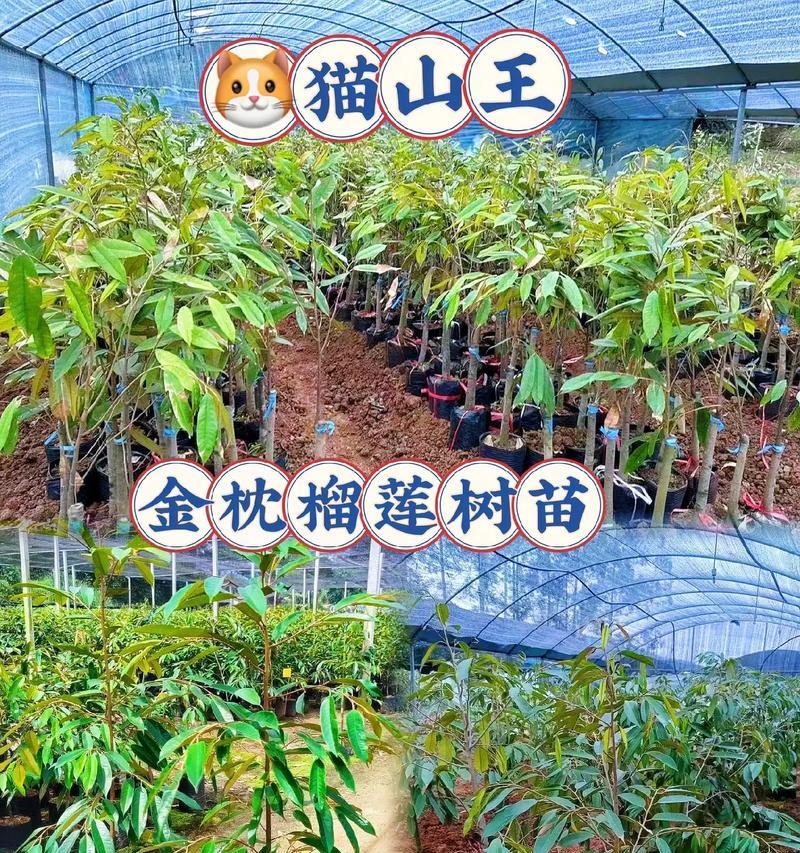 榴莲苗怎么种植方法？从播种到收获的全过程解析？