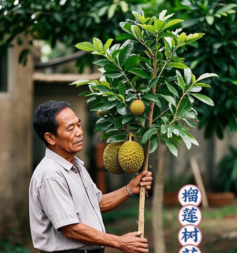 榴莲苗怎么种植方法？从播种到收获的全过程解析？
