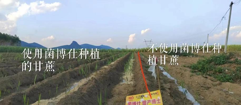 甘蔗苗子催芽方法是什么？需要多长时间才能发芽？