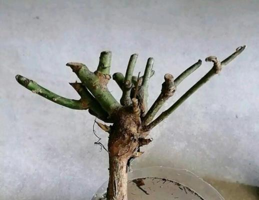 西瓜催芽后为什么会坏芽？如何解决？