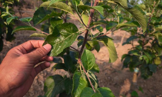 苹果树苗怎么种植方法？初学者指南有哪些要点？