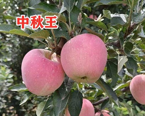 苹果树苗怎么种植方法？初学者指南有哪些要点？