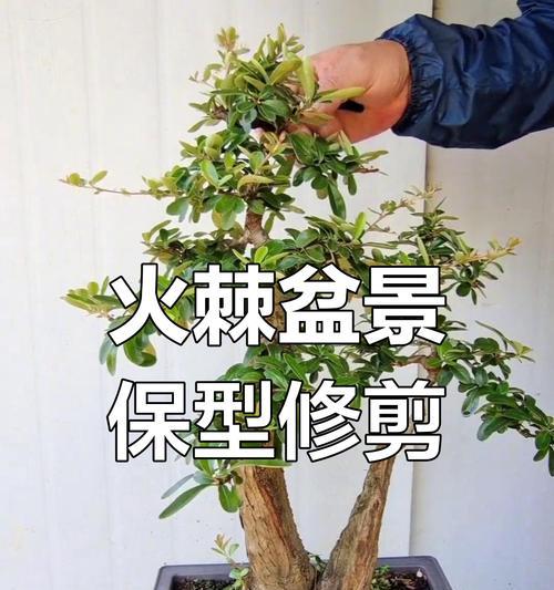 在家怎么修剪枝叶？修剪工具和步骤是什么？