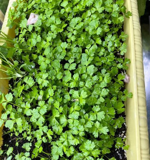 芹菜种用催芽吗？如何正确种植芹菜？