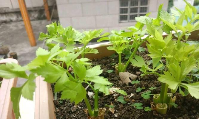 芹菜种用催芽吗？如何正确种植芹菜？