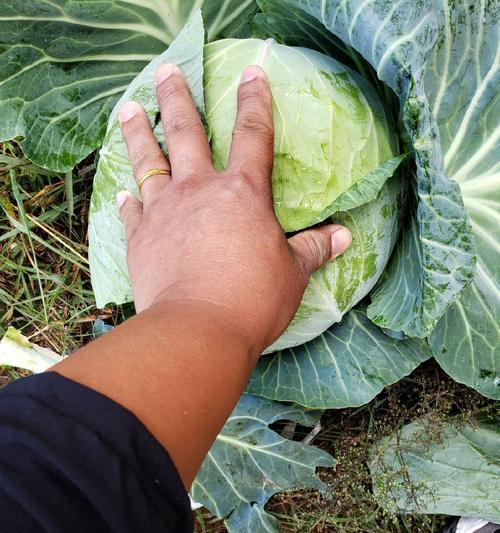 圆大头菜怎么种植方法？家庭种植技巧有哪些？