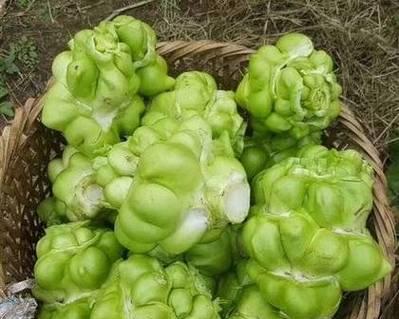 圆大头菜怎么种植方法？家庭种植技巧有哪些？