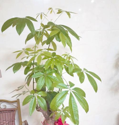 夏天如何催芽发财树？有效方法有哪些？