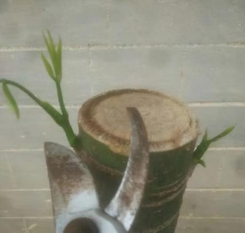 夏天如何催芽发财树？有效方法有哪些？