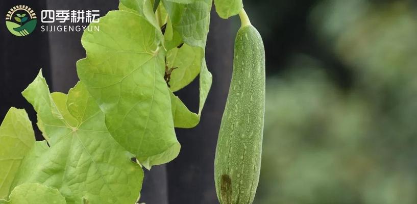 西瓜冬瓜丝瓜催芽方法是什么？如何提高发芽率？