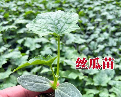 西瓜冬瓜丝瓜催芽方法是什么？如何提高发芽率？