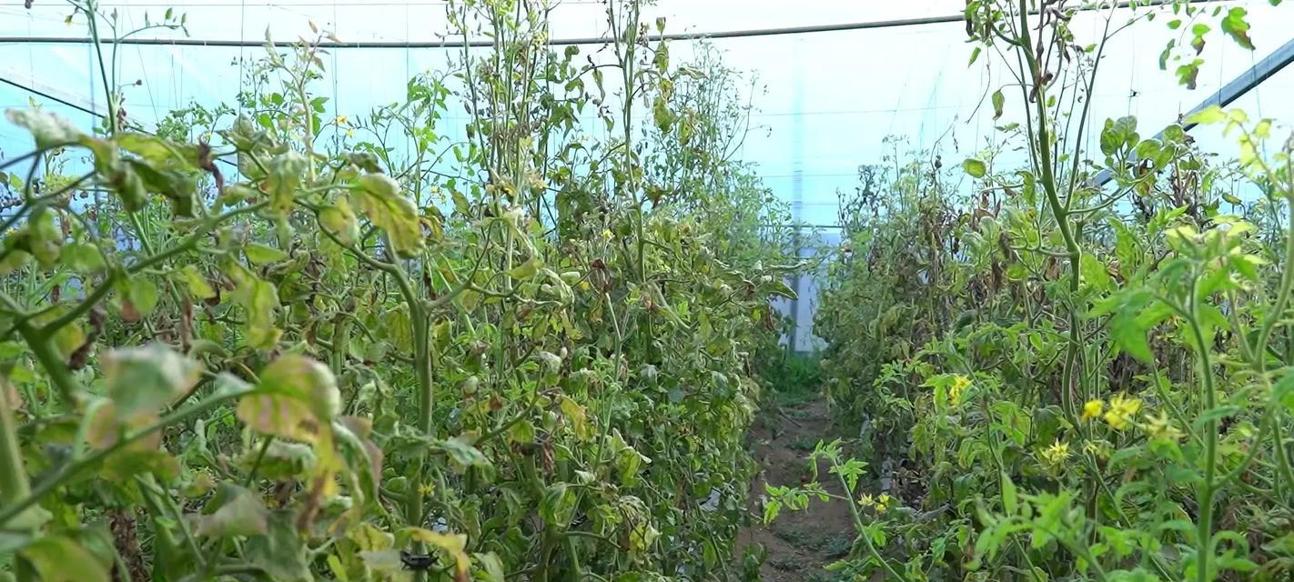 甜瓜催芽方法是什么？如何确保甜瓜种子顺利发芽？