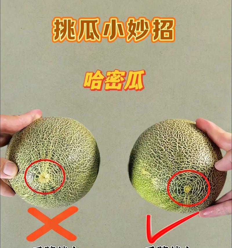 甜瓜催芽方法是什么？如何确保甜瓜种子顺利发芽？