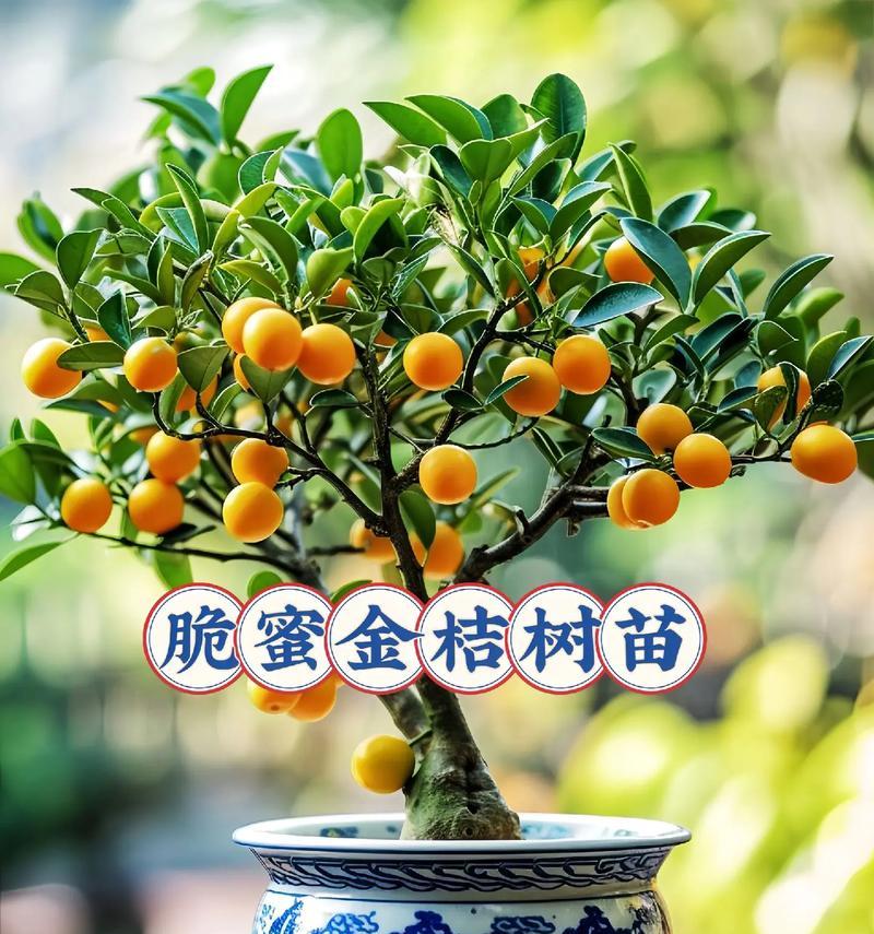 脆蜜金桔催芽方法有哪些？哪种方式最有效？