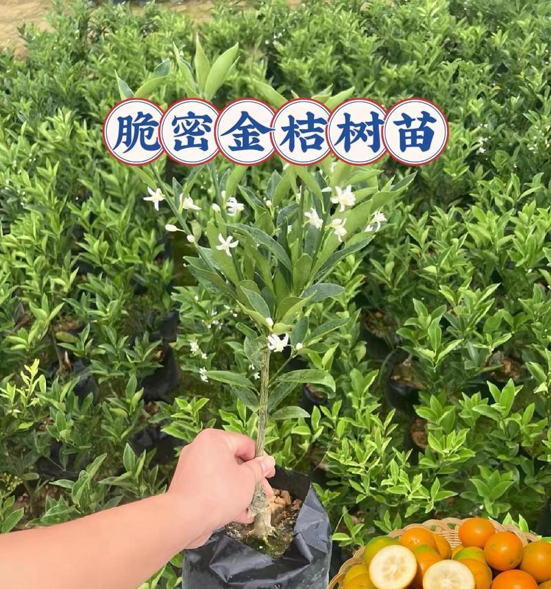 脆蜜金桔催芽方法有哪些？哪种方式最有效？