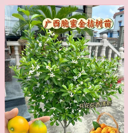 脆蜜金桔催芽方法有哪些？哪种方式最有效？