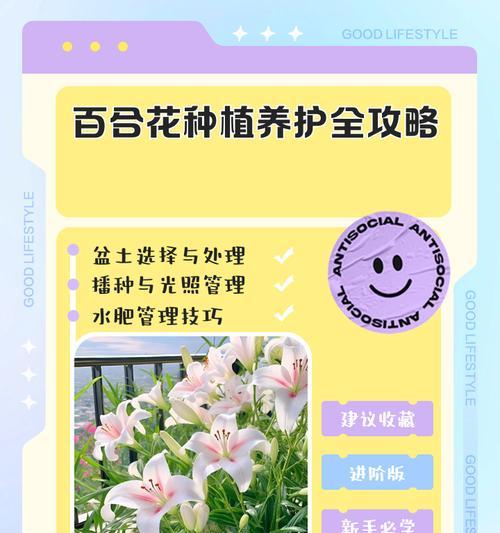 百合花怎么种植方法？有哪些步骤和技巧？