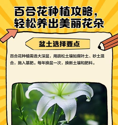 百合花怎么种植方法？有哪些步骤和技巧？