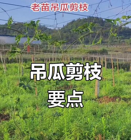 吊瓜种植管理方法有哪些？如何高效管理吊瓜园？