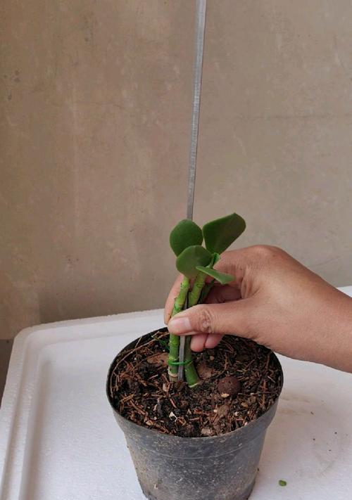 玉树修剪枝条的最佳时机是什么时候？如何正确修剪？