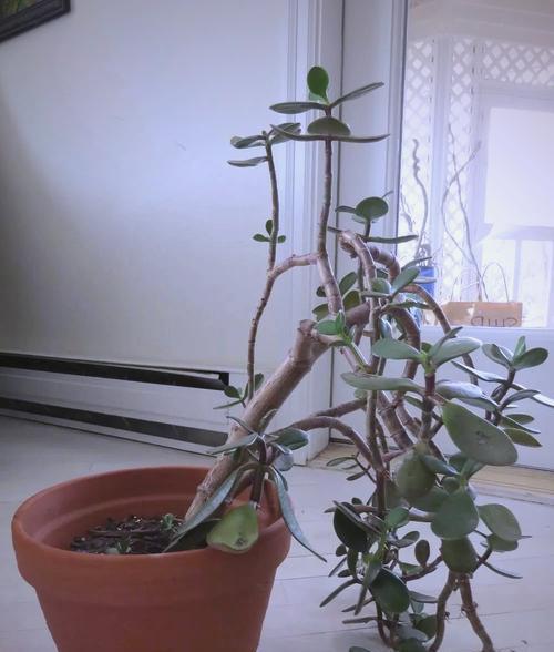 玉树修剪枝条的最佳时机是什么时候？如何正确修剪？