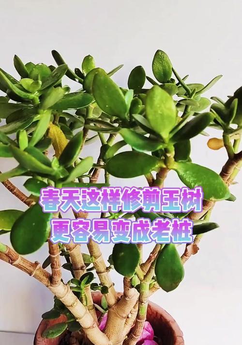 玉树小树修剪枝条的最佳时机是什么时候？修剪后如何护理？