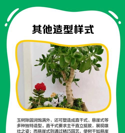 玉树小树修剪枝条的最佳时机是什么时候？修剪后如何护理？