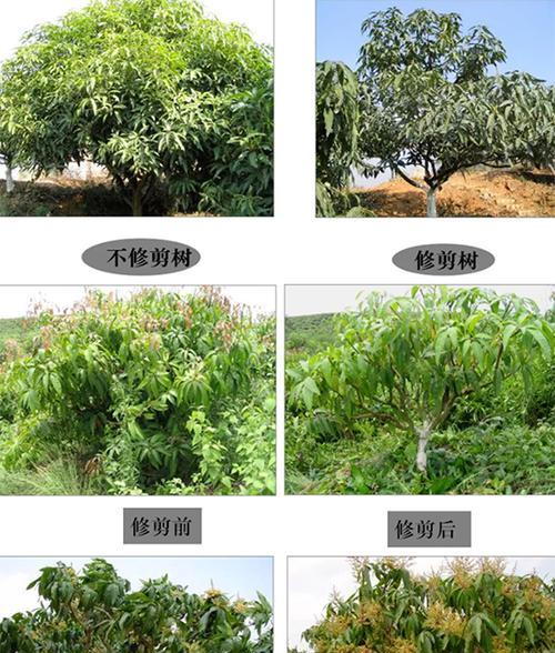 芒果修剪枝叶的最佳时机是什么时候？修剪方法有哪些？