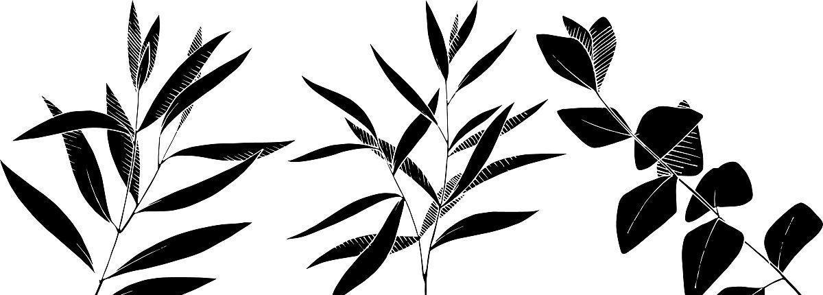 桉树枝修剪枝条的最佳方法是什么？修剪后需要注意哪些事项？
