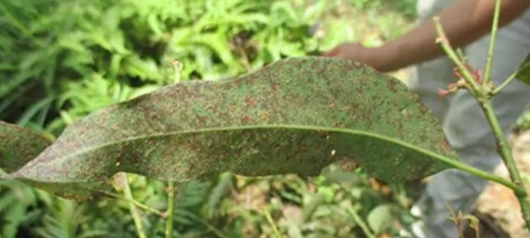 桉树枝修剪枝条的最佳方法是什么？修剪后需要注意哪些事项？
