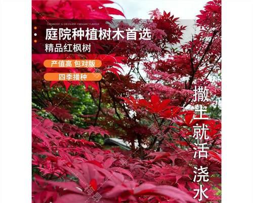红枫树籽催芽方法是什么？需要多长时间才能发芽？