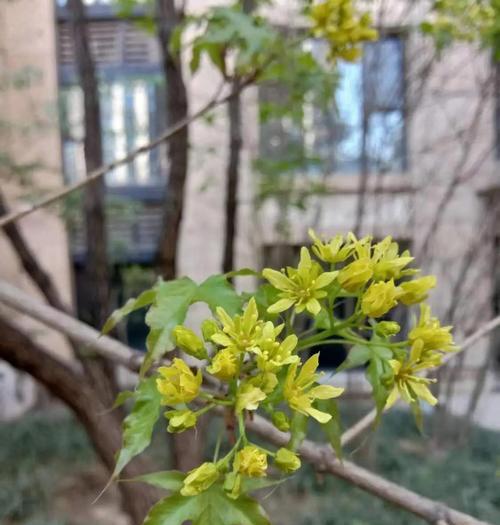 红枫树籽催芽方法是什么？需要多长时间才能发芽？
