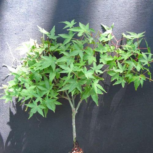 红枫树籽催芽方法是什么？需要多长时间才能发芽？