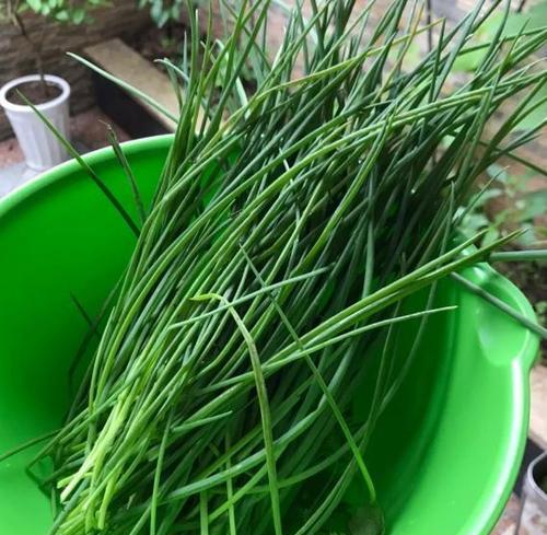 葱叶在家种植方法是什么？如何正确种植葱叶？